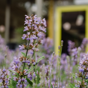 lavendel 500x500
