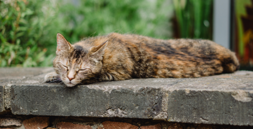 lotti 500x250